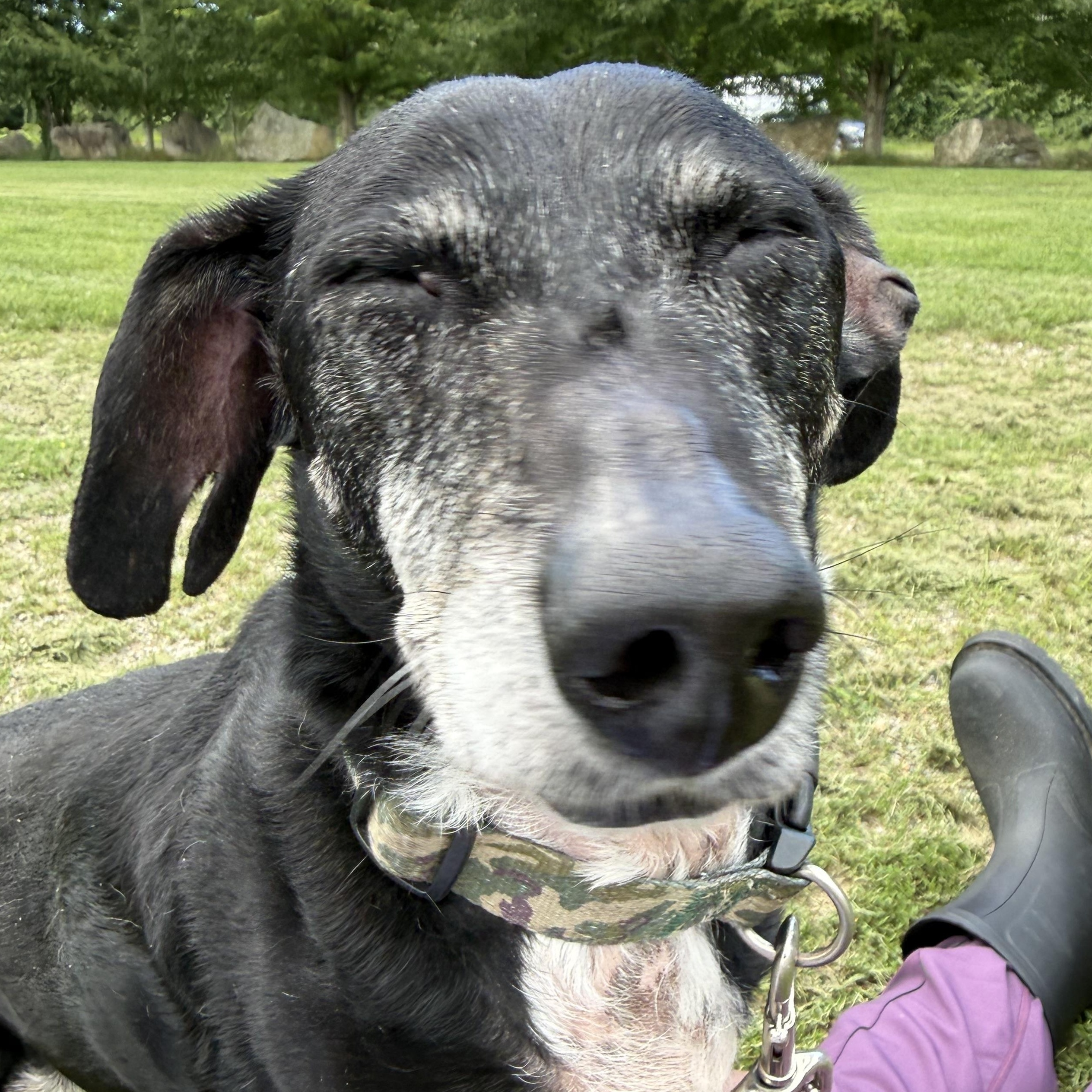 Enlarge Toby, a ADOPTABLE mixed breed in Exeter, RI image 2/2