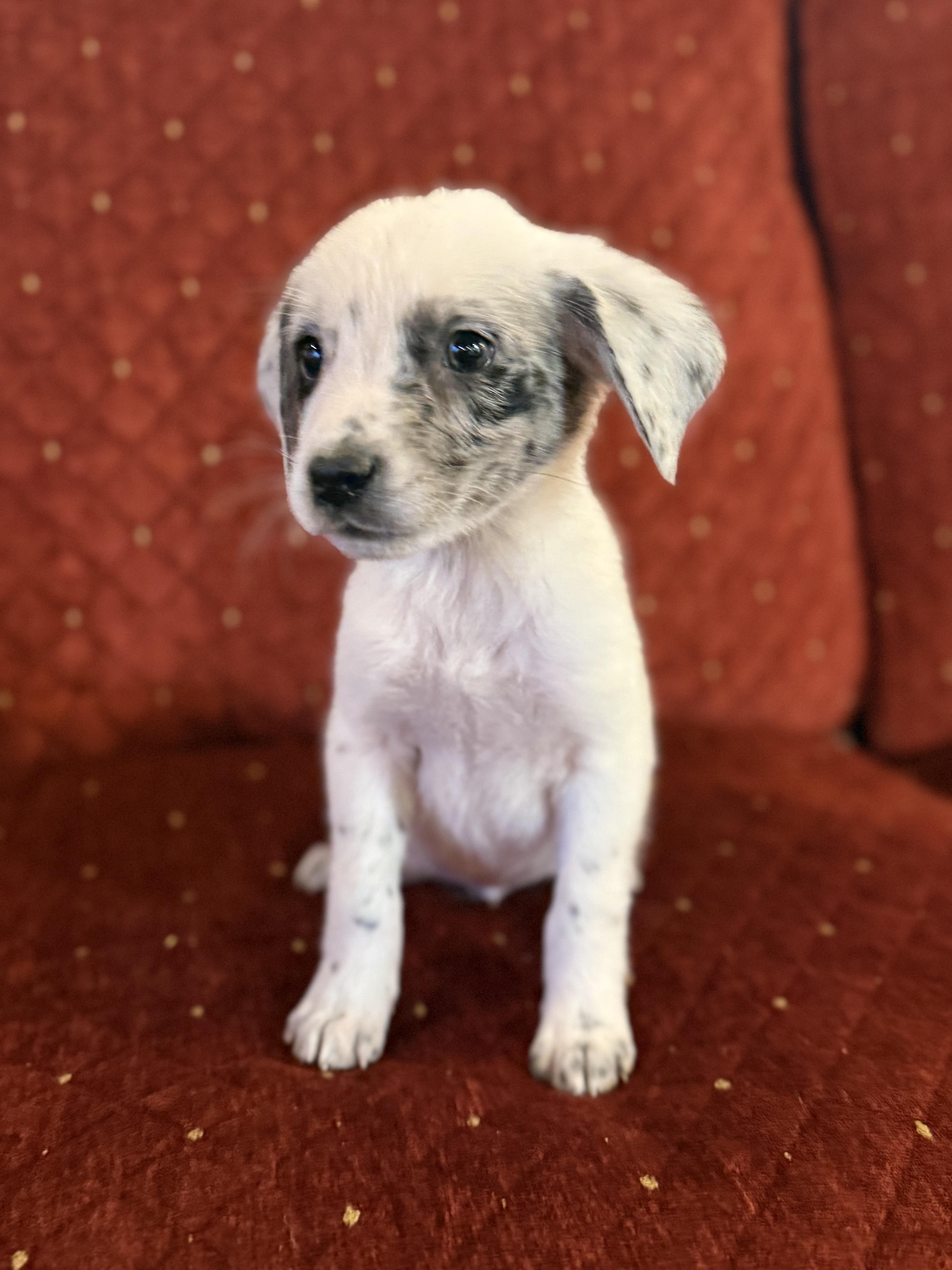 Enlarge Alex , a ADOPTABLE mixed breed in Hales corners, WI image 1/4