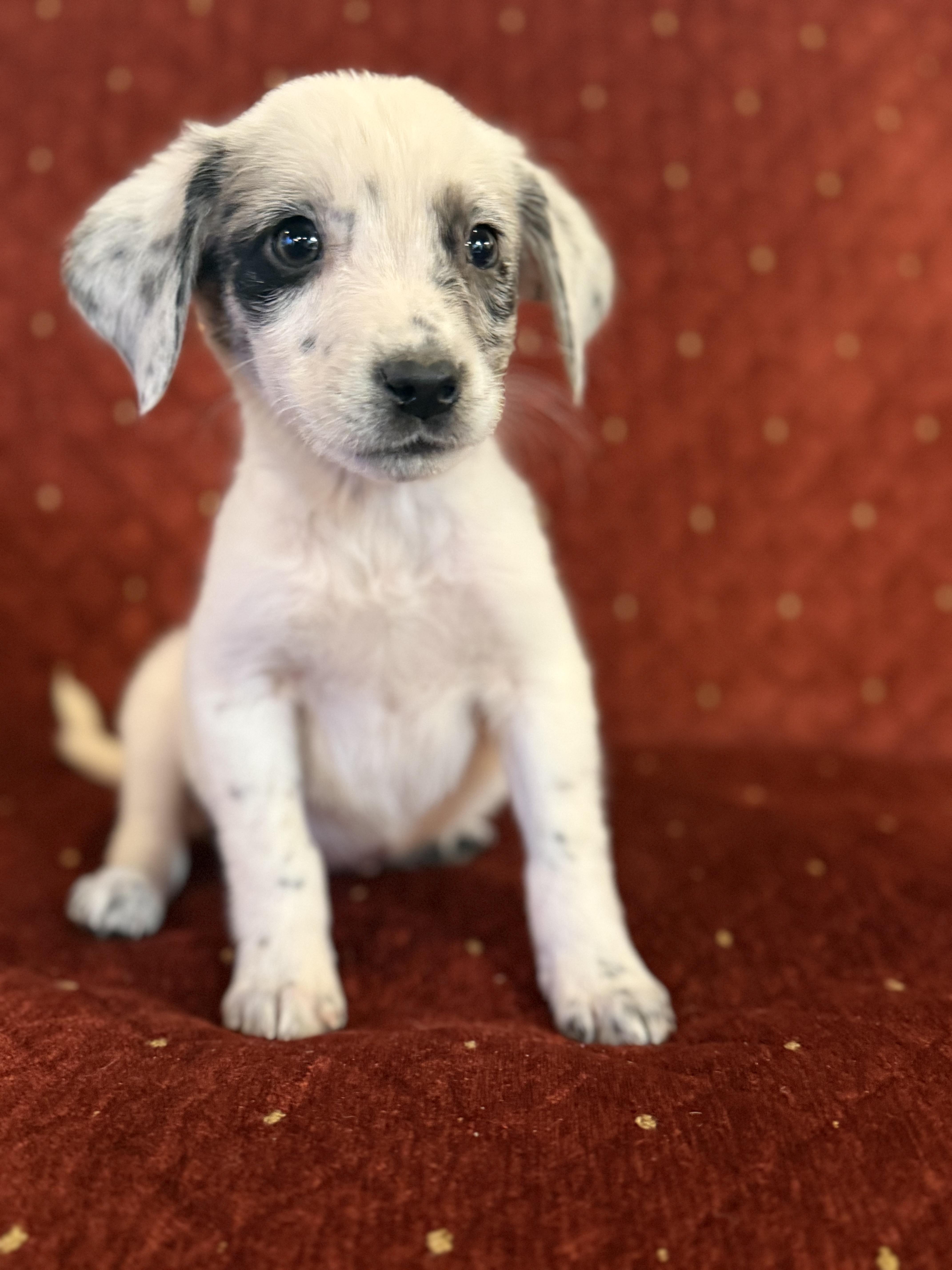 Enlarge Alex , a ADOPTABLE mixed breed in Hales corners, WI image 2/4