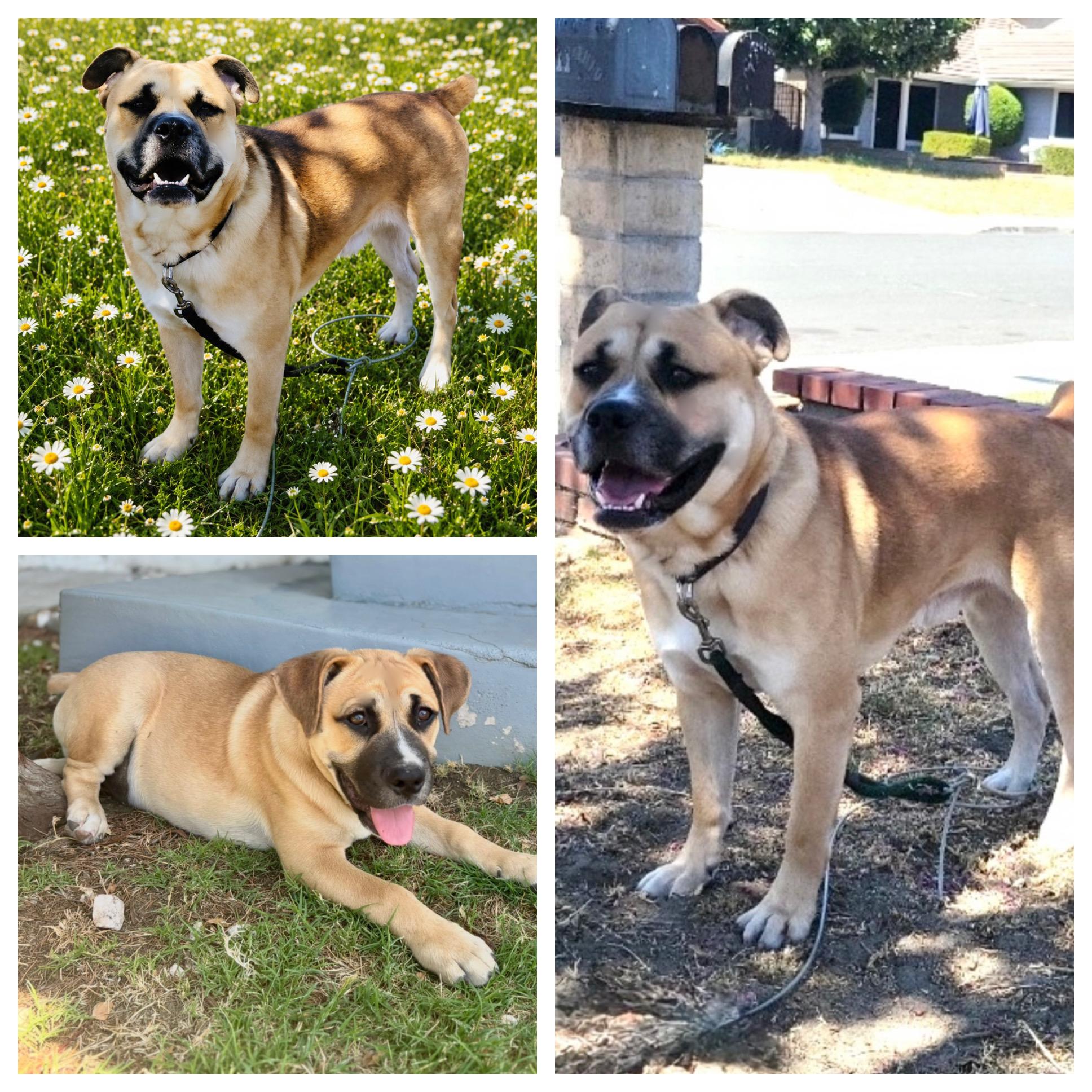 Enlarge ROCKY, a ADOPTABLE mixed breed in Portland , OR image 2/6