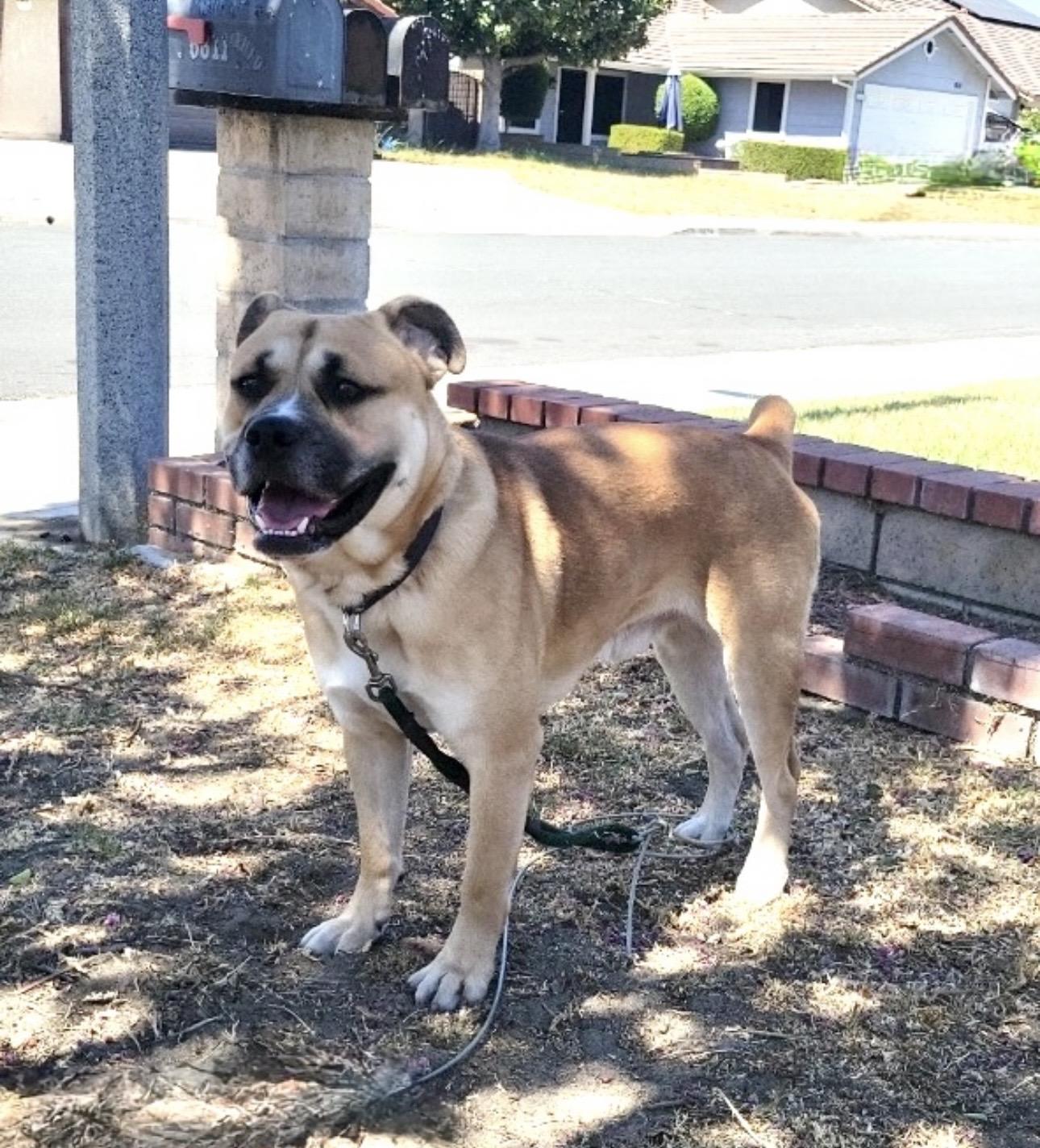 Enlarge ROCKY, a ADOPTABLE mixed breed in Portland , OR image 4/6