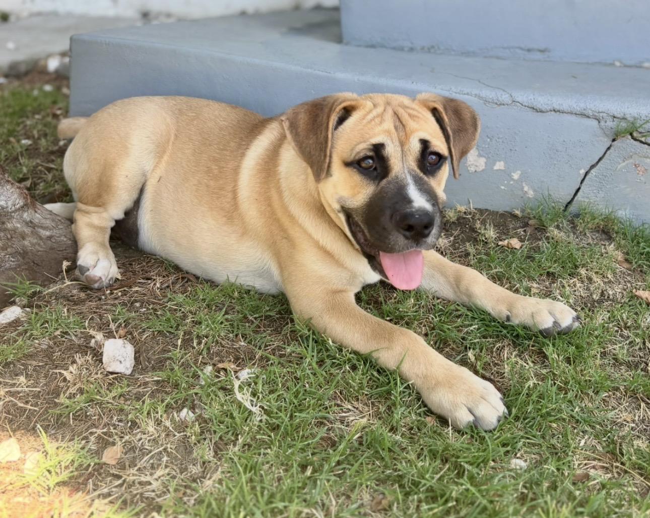 Enlarge ROCKY, a ADOPTABLE mixed breed in Portland , OR image 6/6