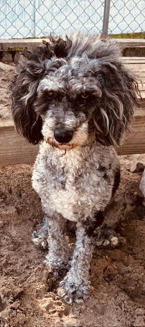 Cher, adoptable, Adult Female Miniature Poodle.