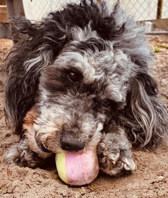 Cher, an adoptable Miniature Poodle in New Port Richey, FL image 2/5