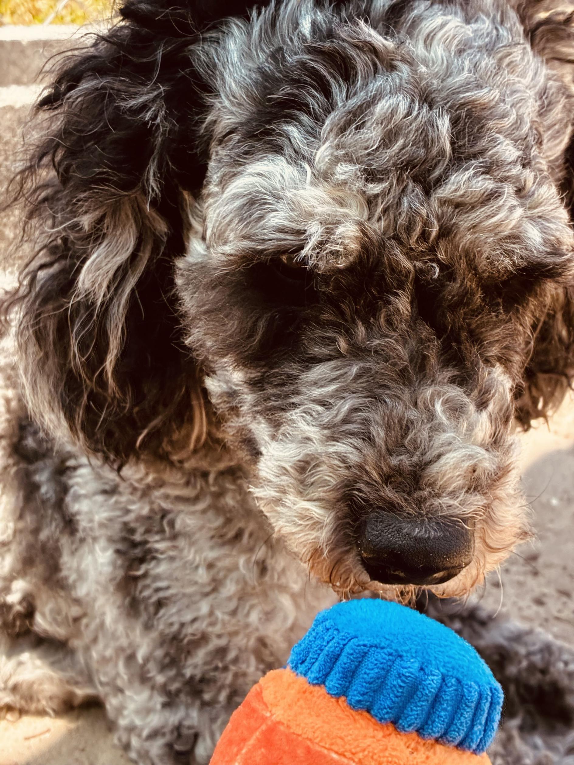 Cher, an adoptable Miniature Poodle in New Port Richey, FL image 4/5