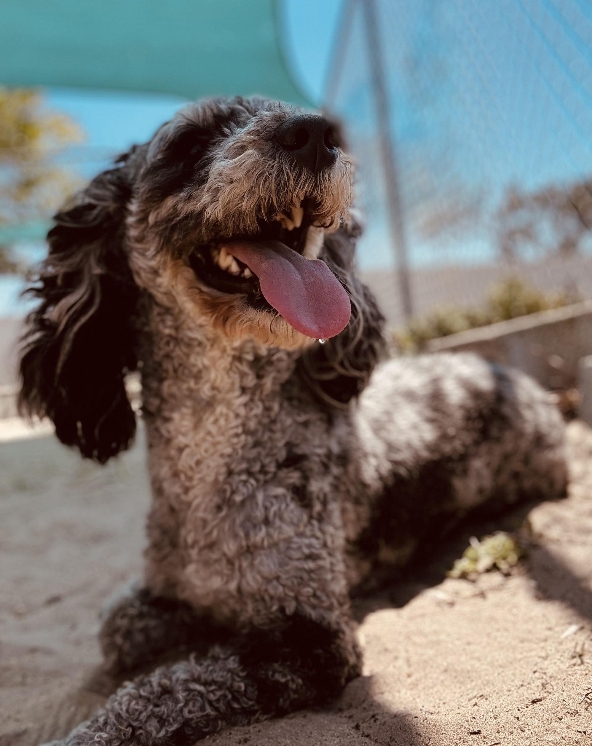 Cher, an adoptable Miniature Poodle in New Port Richey, FL image 3/5