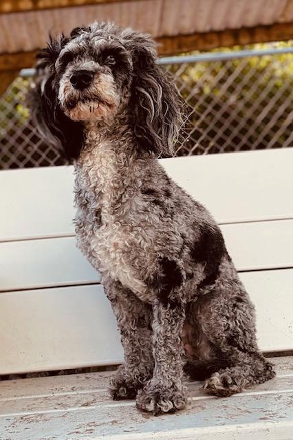 Cher, an adoptable Miniature Poodle in New Port Richey, FL image 5/5