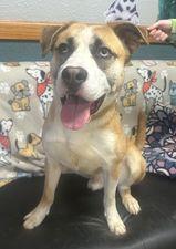 Max Alley, Adoptable, Adult Male Mixed Breed.