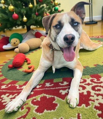 Max Alley, a Adoptable Mixed Breed in Sullivan, IN image 3/3