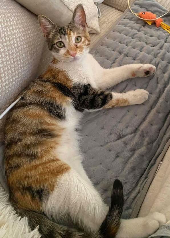 Hazel, a Adoptable mixed breed in San Diego, CA image 2/3