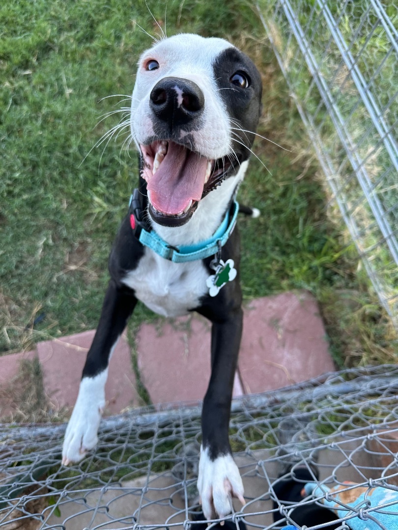 Gracie — thumbnail 2