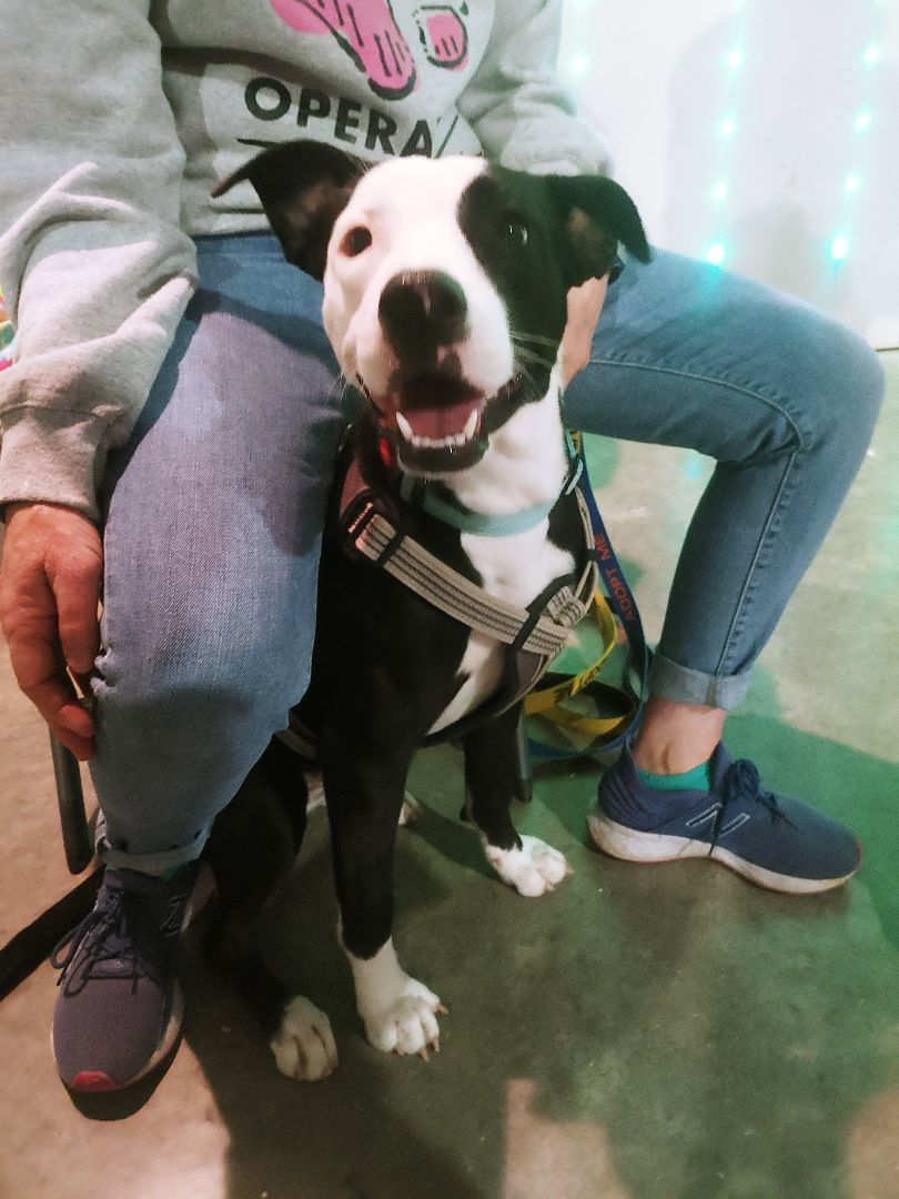 Gracie — thumbnail 3