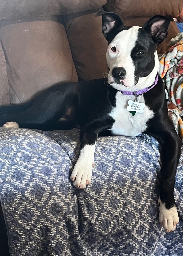 Gracie — thumbnail 4