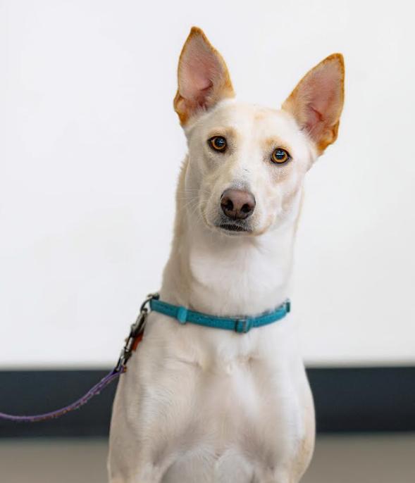 Enlarge Misty, a Adoptable mixed breed in Sunnyvale, CA image 1/2