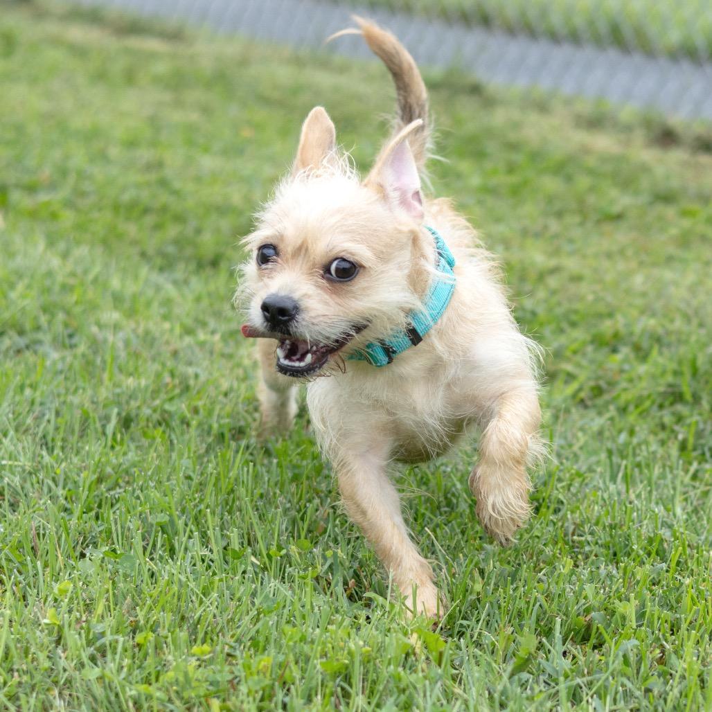 Enlarge Kali, a Adoptable mixed breed in Wilmington, DE image 2/6