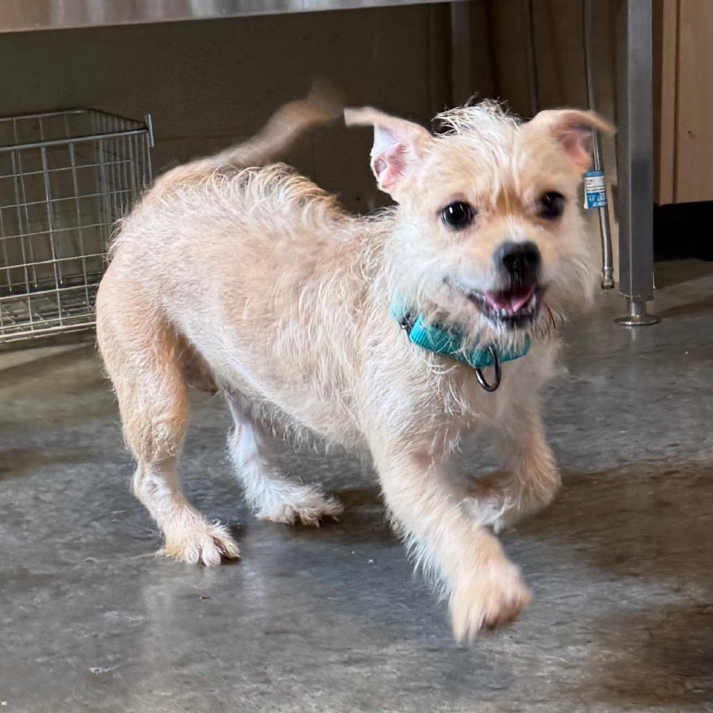 Enlarge Kali, a Adoptable mixed breed in Wilmington, DE image 4/6