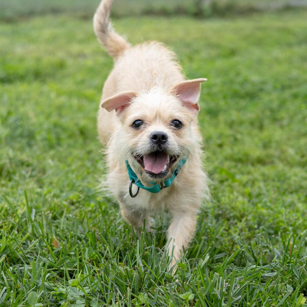 Enlarge Kali, a Adoptable mixed breed in Wilmington, DE image 6/6