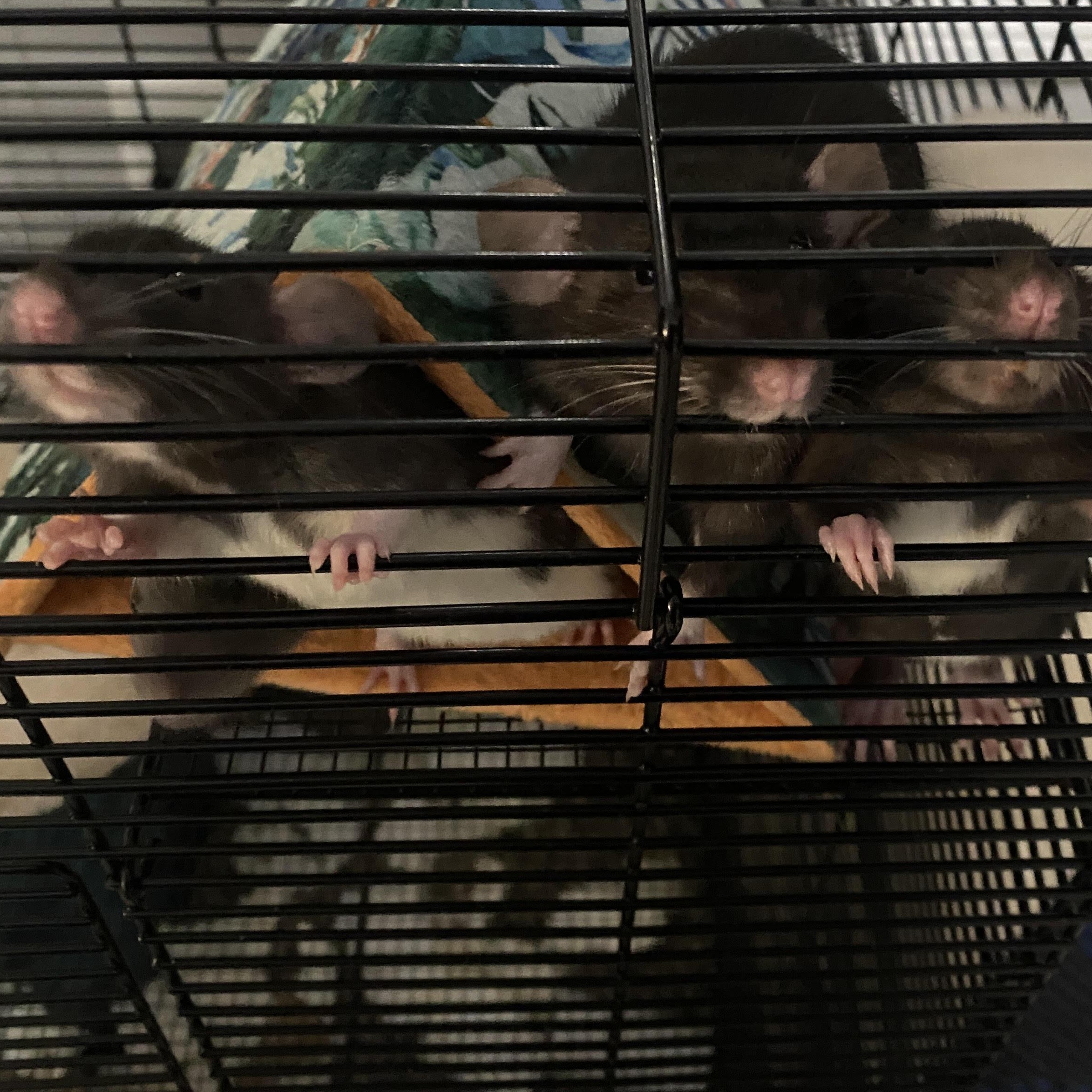 Raven & Her Girls, ADOPTABLE, Young Female Rat.