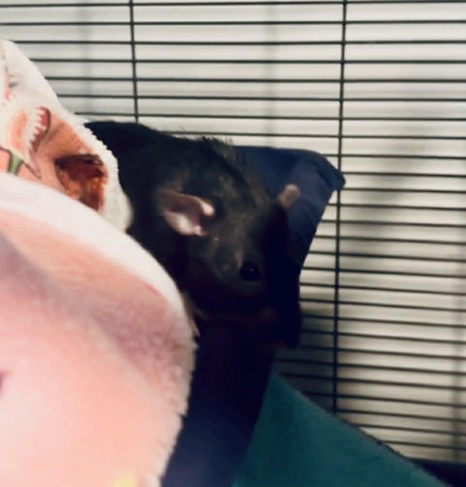 Enlarge Raven & Her Girls, a ADOPTABLE Rat in Norcross, GA image 2/5