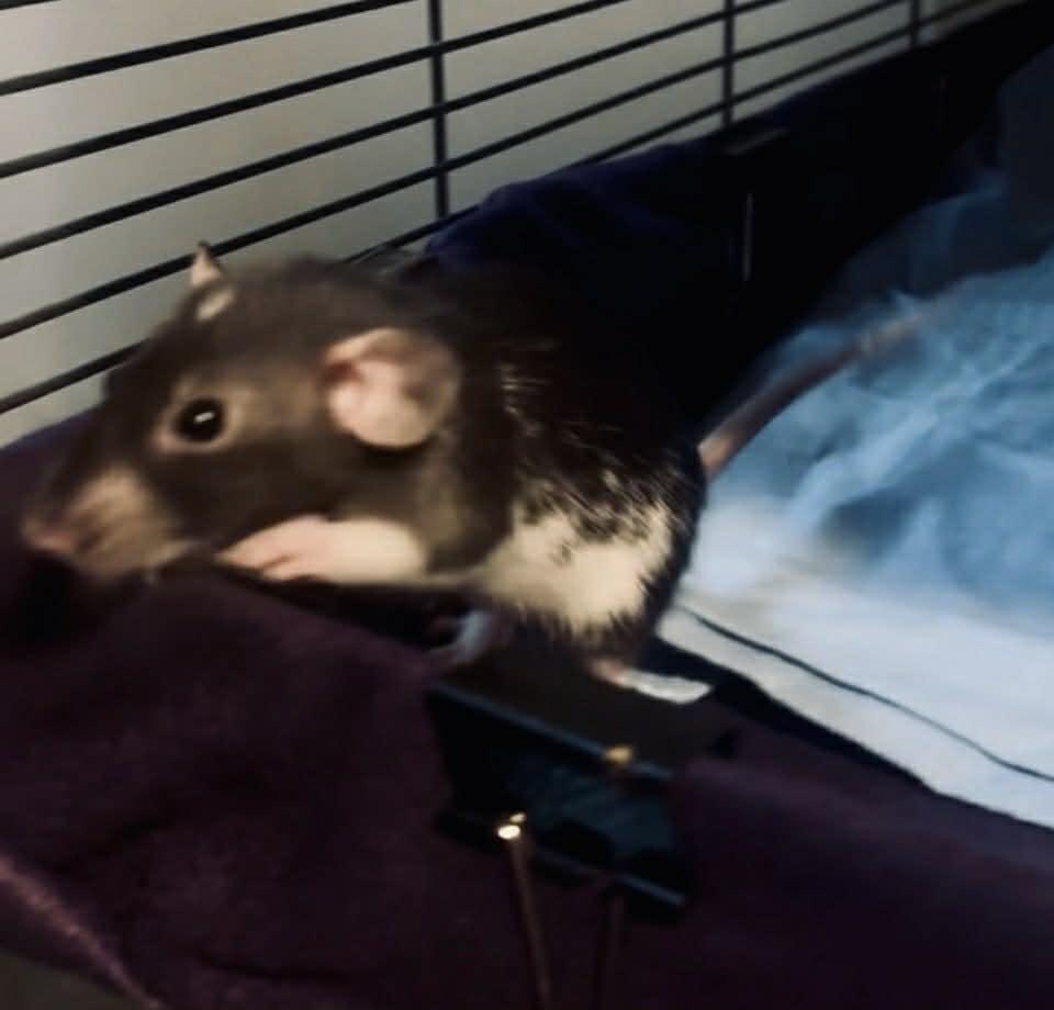 Enlarge Raven & Her Girls, a ADOPTABLE Rat in Norcross, GA image 3/5