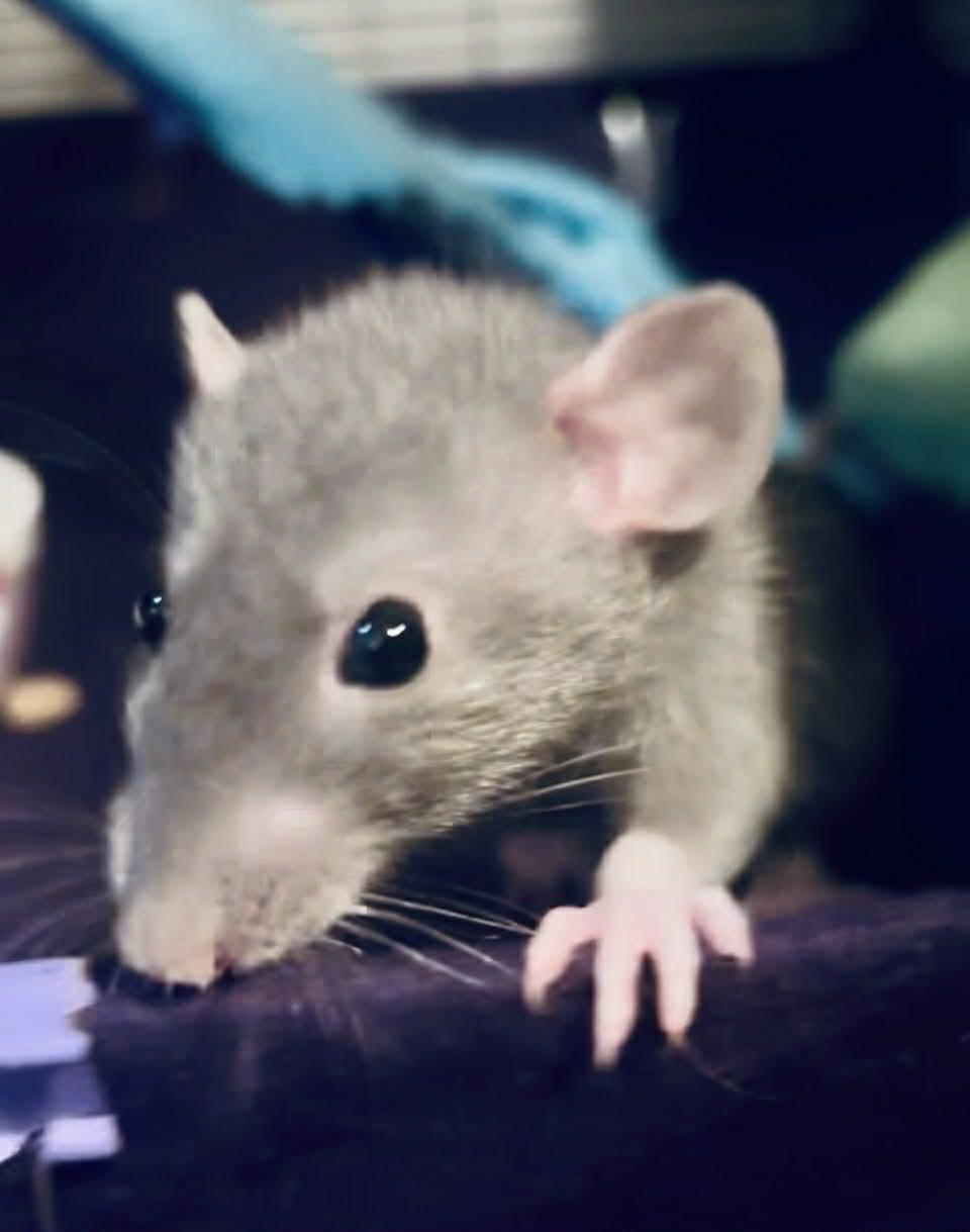 Enlarge Raven & Her Girls, a ADOPTABLE Rat in Norcross, GA image 4/5