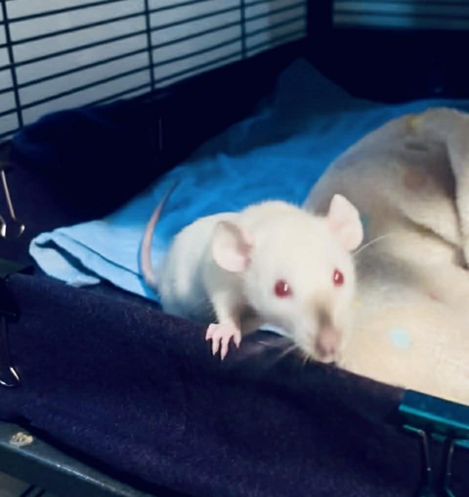 Enlarge Raven & Her Girls, a ADOPTABLE Rat in Norcross, GA image 5/5