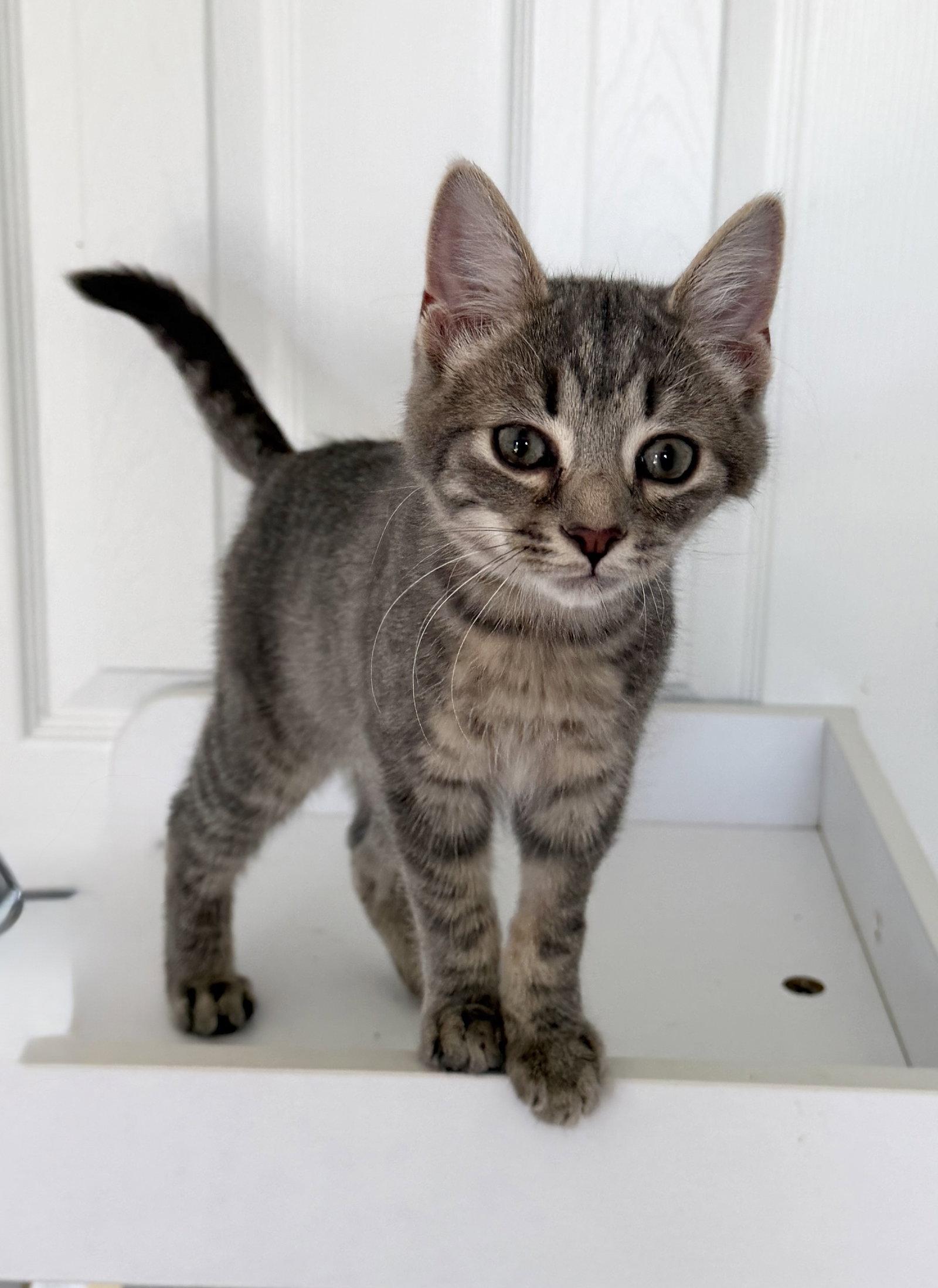 Brightheart - kitten - IN FOSTER, Adoptable, Young Male Domestic Short Hair.