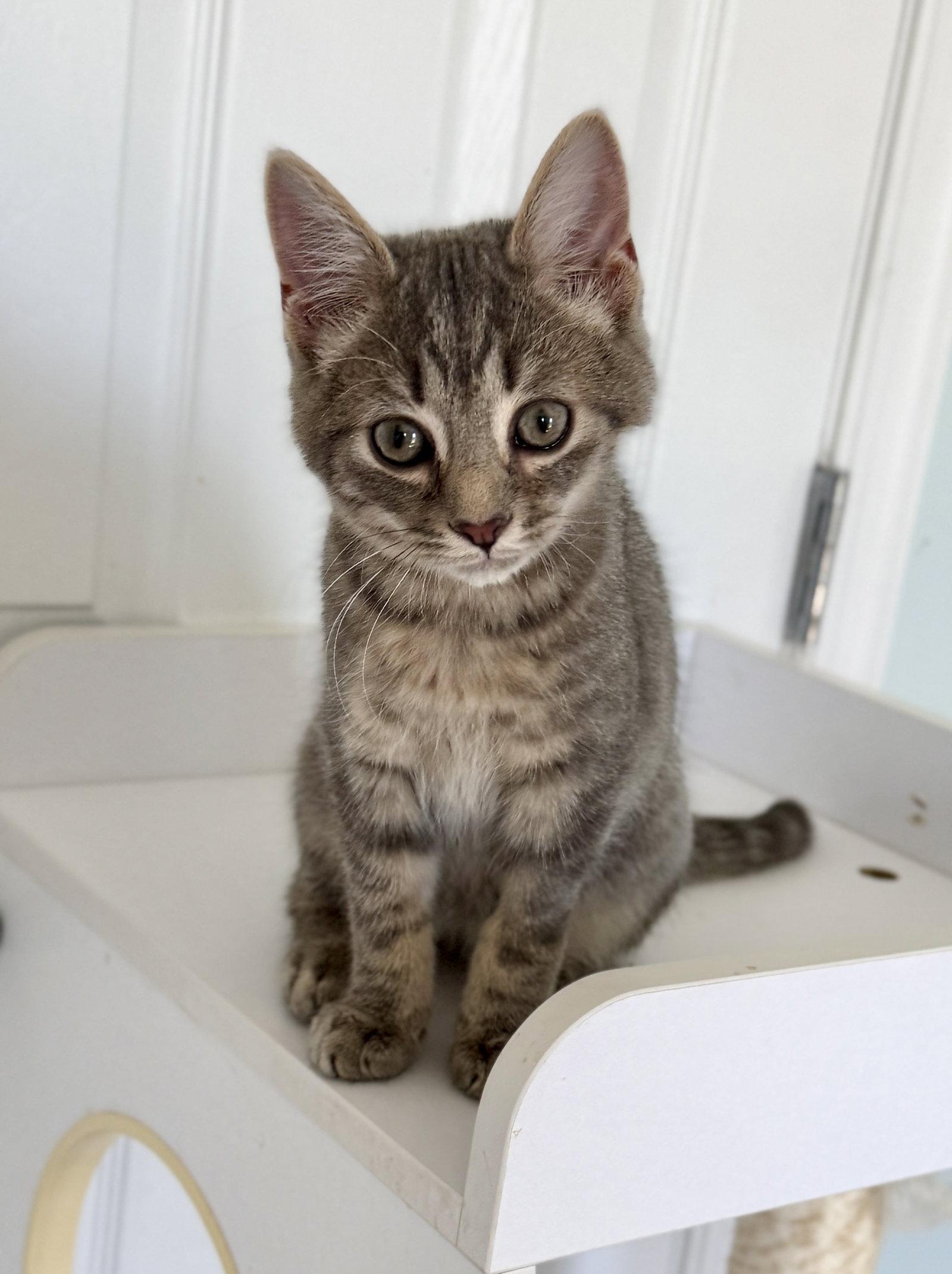 Enlarge Brightheart - kitten - IN FOSTER, a Adoptable Domestic Short Hair in Alexandria, VA image 2/3