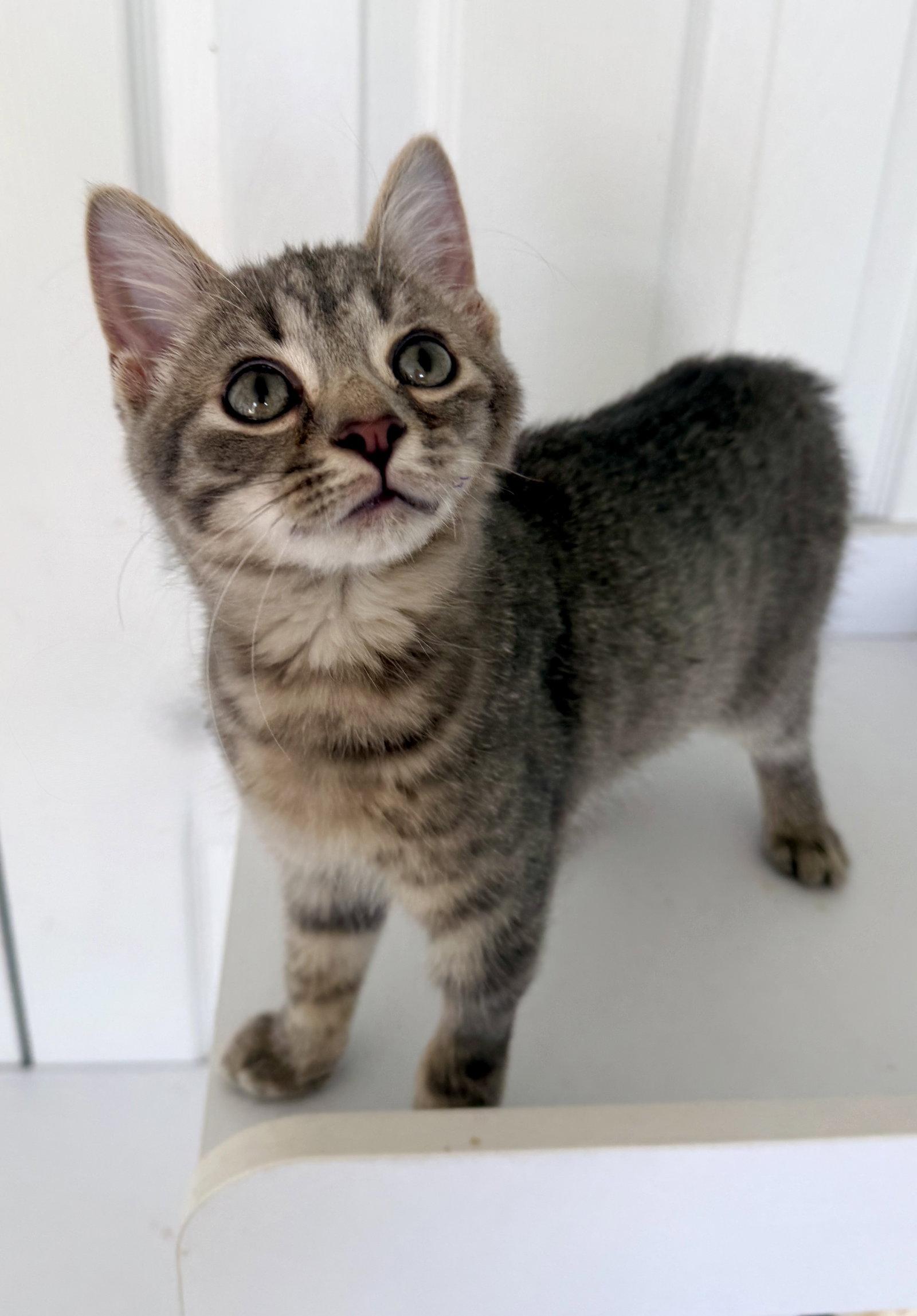 Enlarge Brightheart - kitten - IN FOSTER, a Adoptable Domestic Short Hair in Alexandria, VA image 3/3