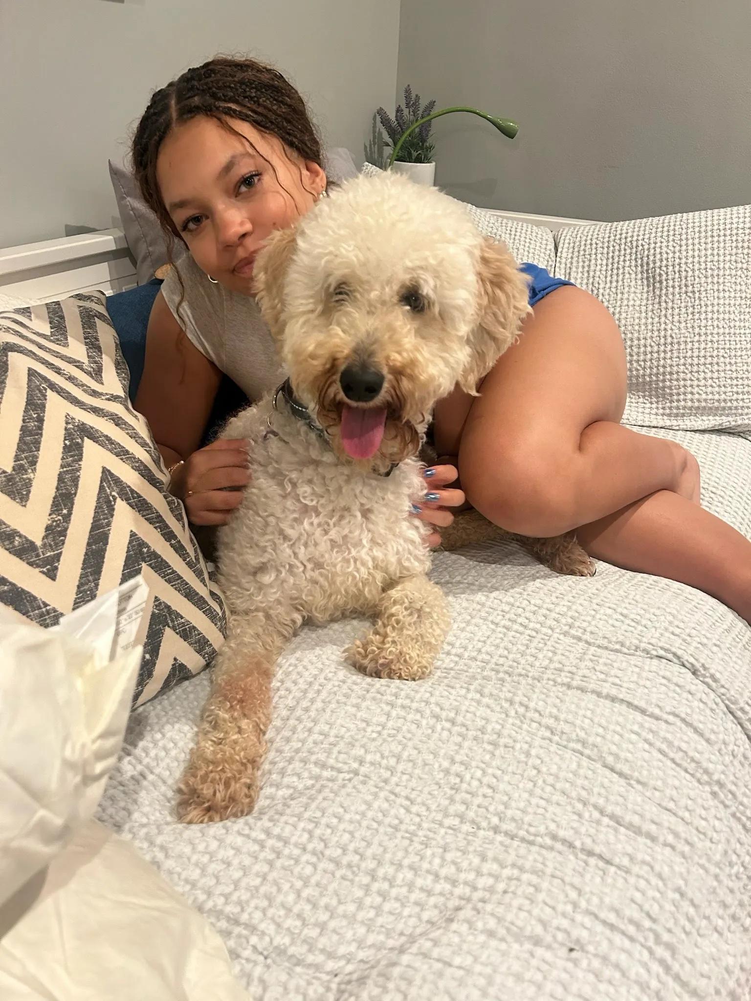 Enlarge Shelley, a Adoptable Labradoodle in Evanston, IL image 3/4