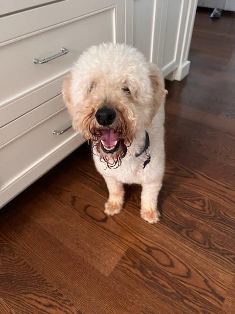 Enlarge Shelley, a Adoptable Labradoodle in Evanston, IL image 4/4
