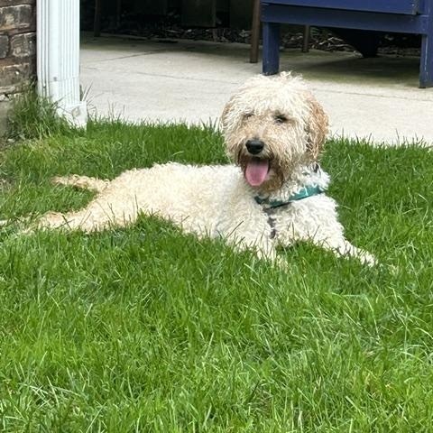 Shelley, Adoptable, Adult Female Labradoodle.
