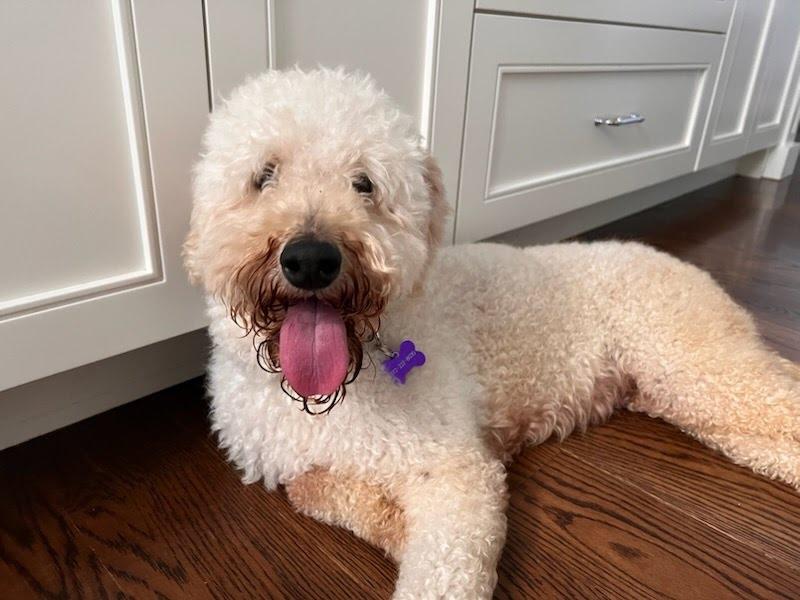 Enlarge Shelley, a Adoptable Labradoodle in Evanston, IL image 2/4