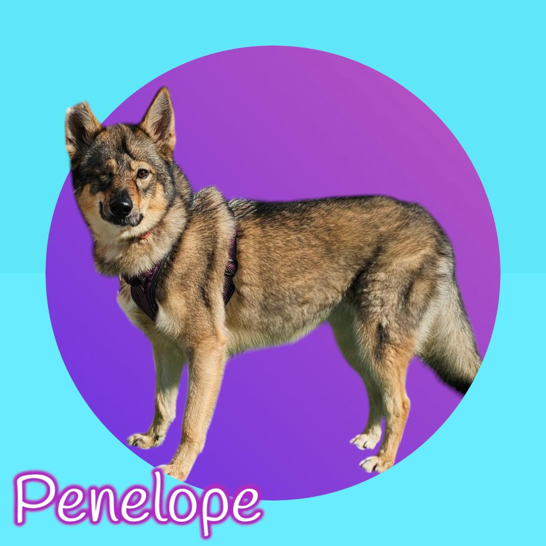 Penelope, Adoptable, Adult Female Husky & German Shepherd Dog.