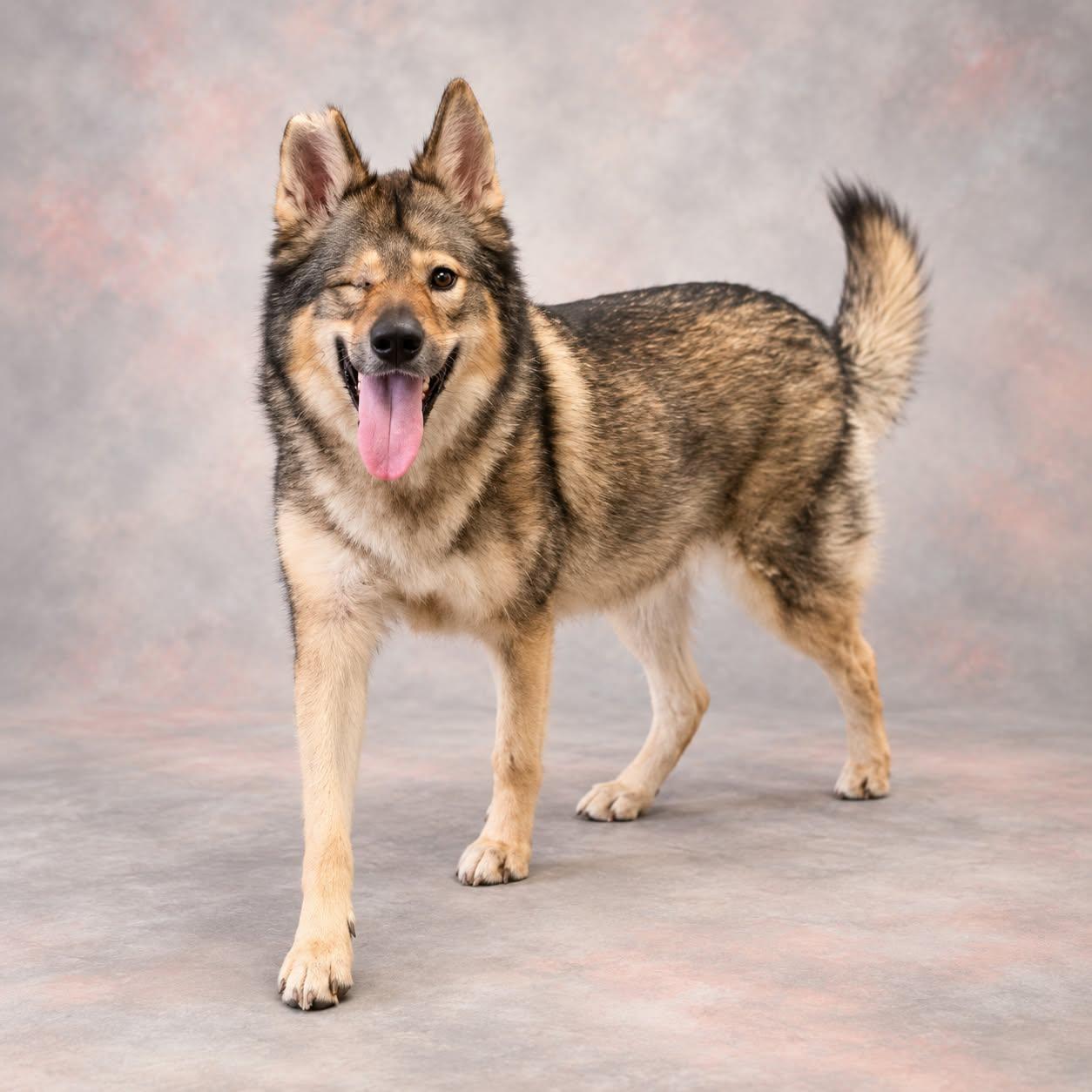Enlarge Penelope, a Adoptable mixed breed in San Angelo , TX image 2/6