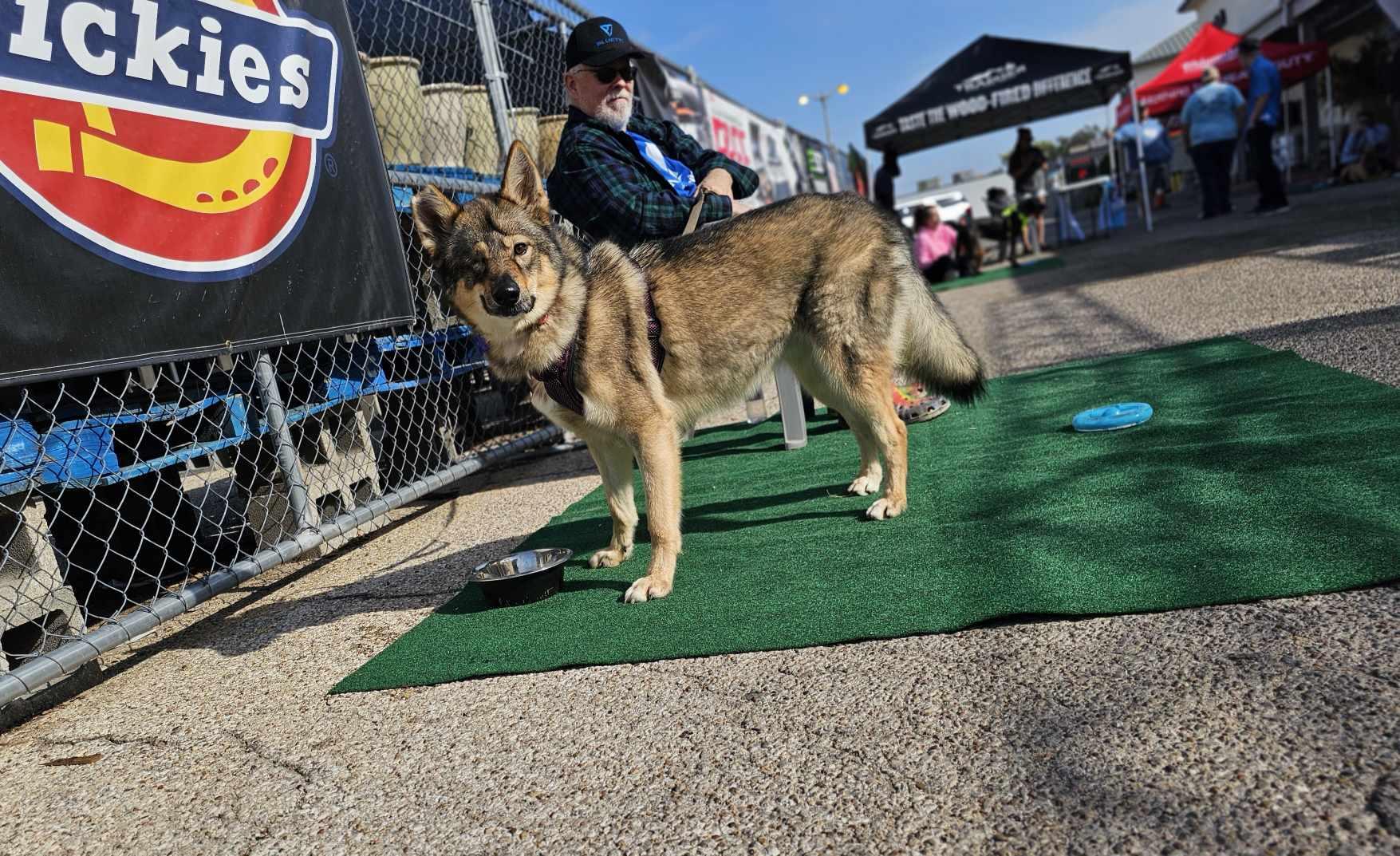 Enlarge Penelope, a Adoptable mixed breed in San Angelo , TX image 3/6