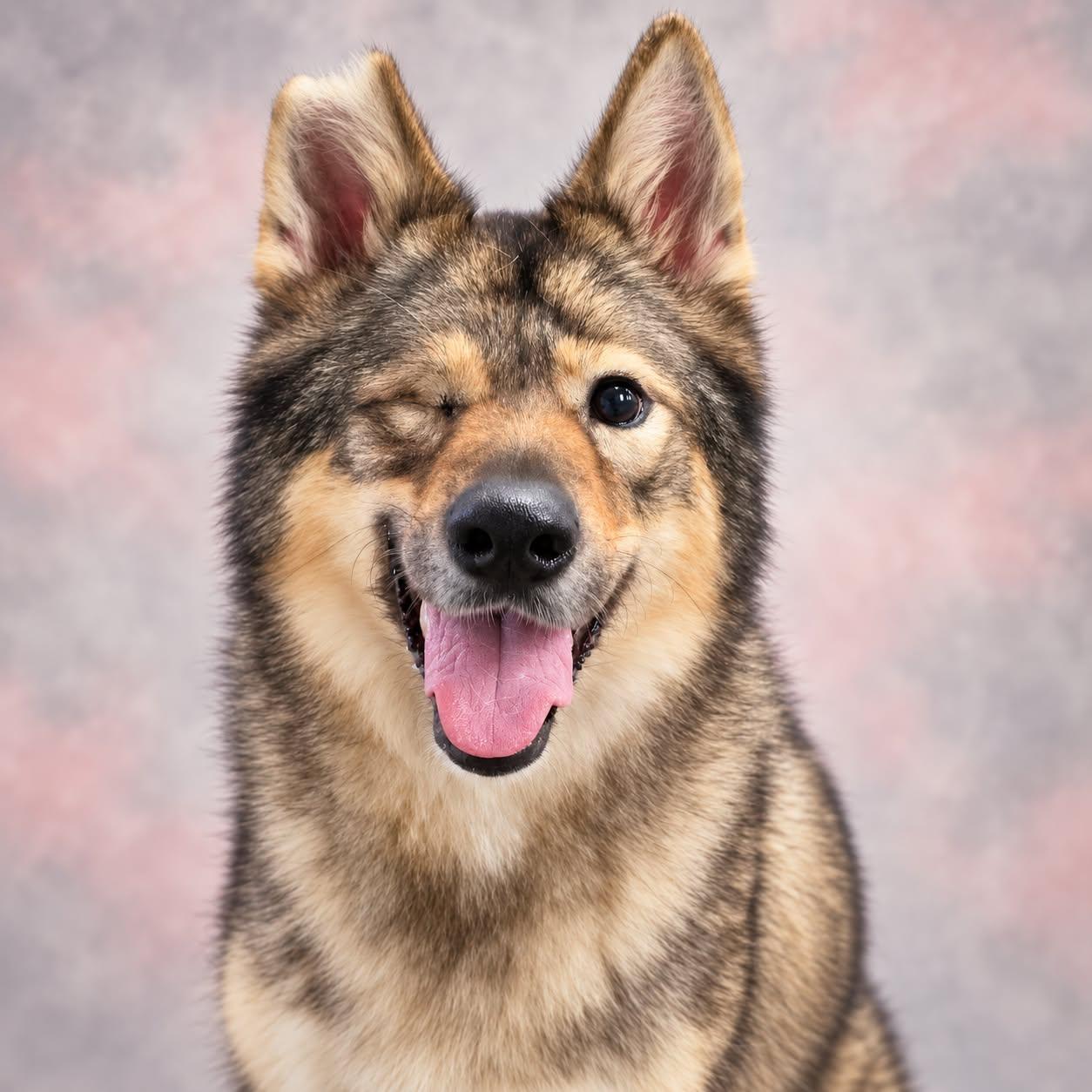 Enlarge Penelope, a Adoptable mixed breed in San Angelo , TX image 3/6