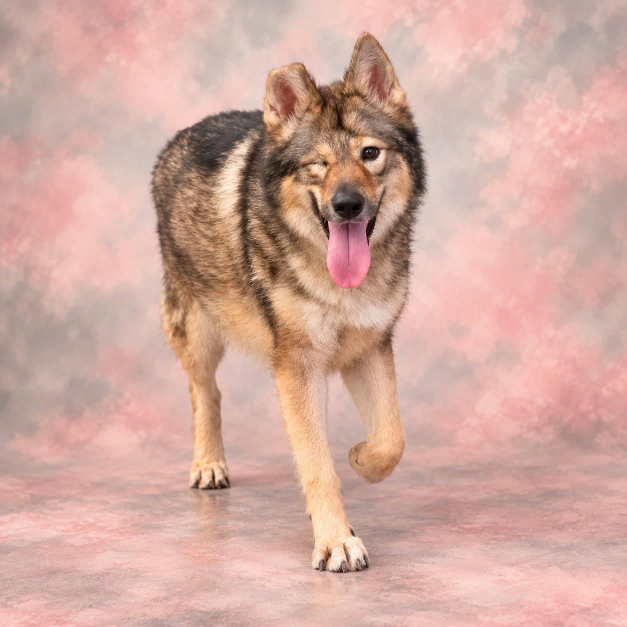 Enlarge Penelope, a Adoptable mixed breed in San Angelo , TX image 4/6