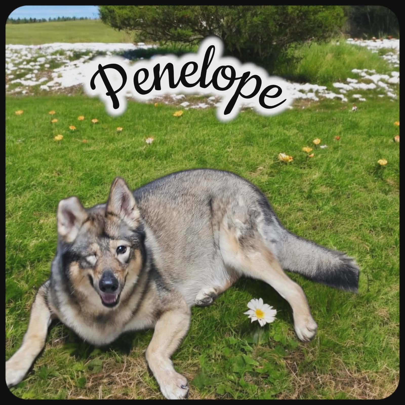 Enlarge Penelope, a Adoptable mixed breed in San Angelo , TX image 4/6
