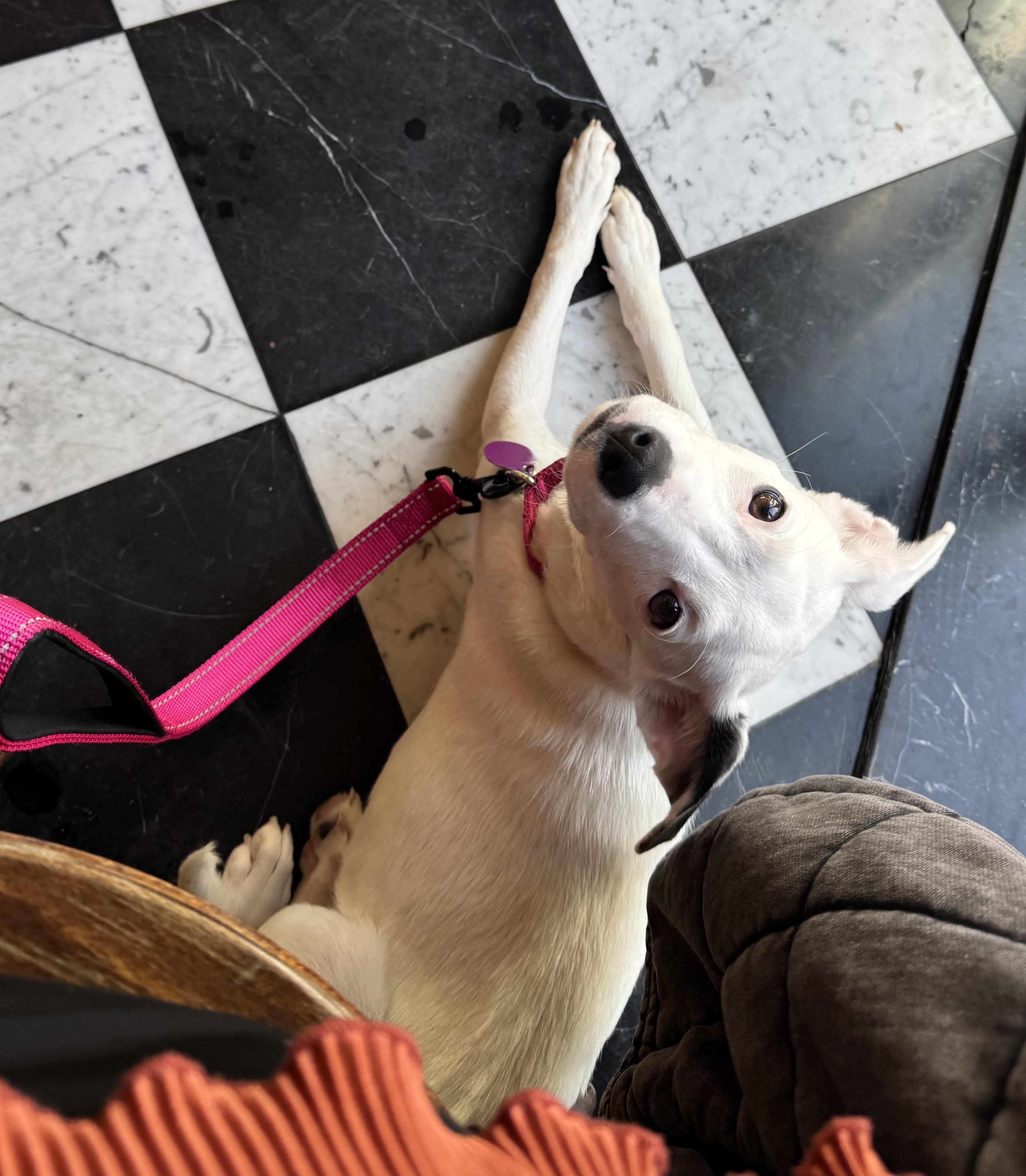 Enlarge Iliana, a Adoptable mixed breed in Brooklyn, NY image 3/6