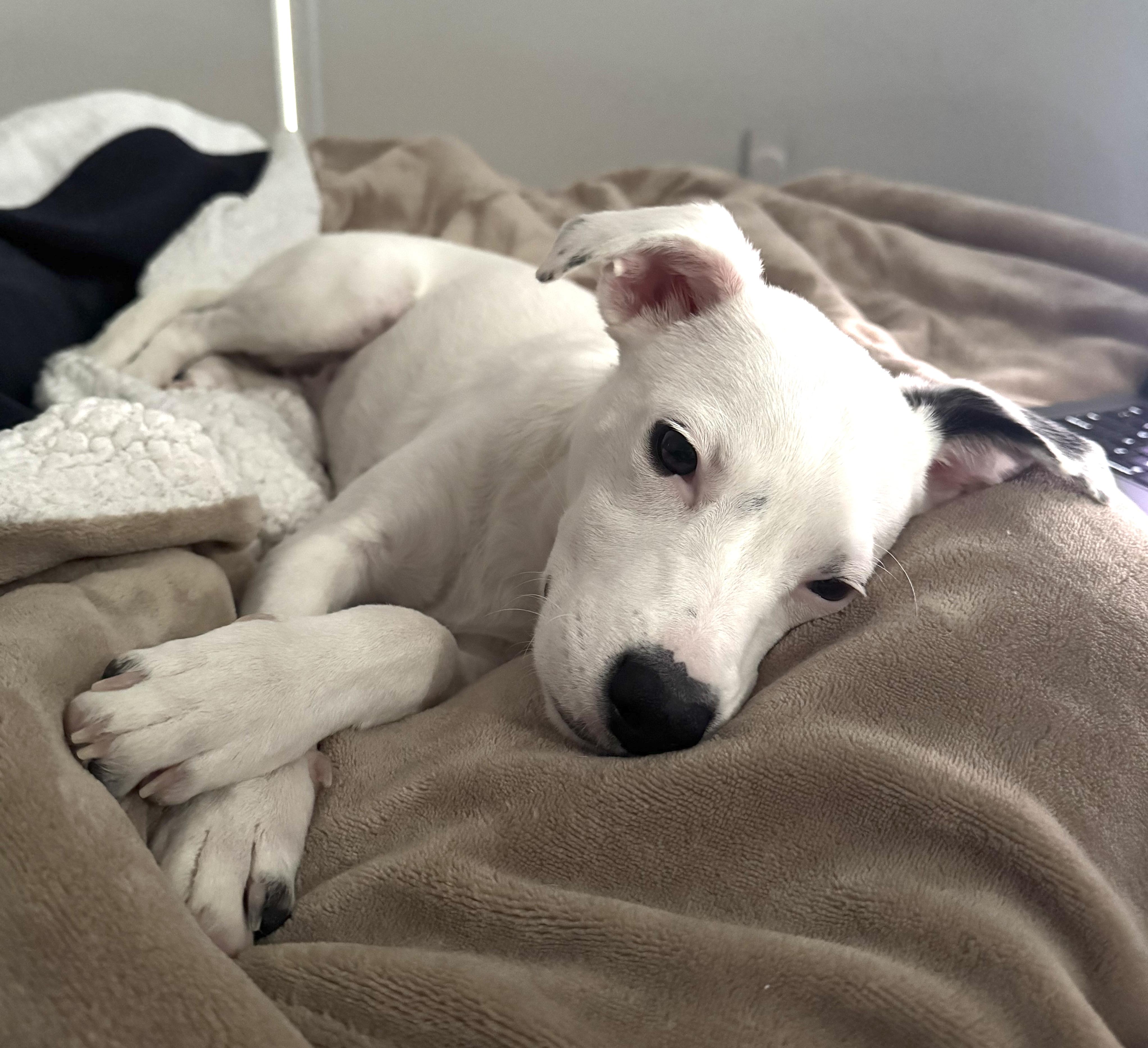 Enlarge Iliana, a Adoptable mixed breed in Brooklyn, NY image 2/6