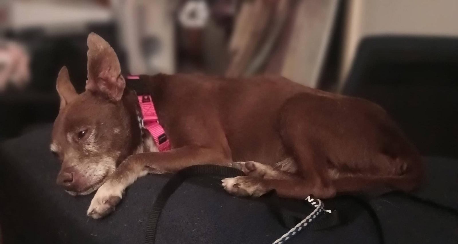 Enlarge Butch, a Adoptable Chihuahua in New London, WI image 2/3