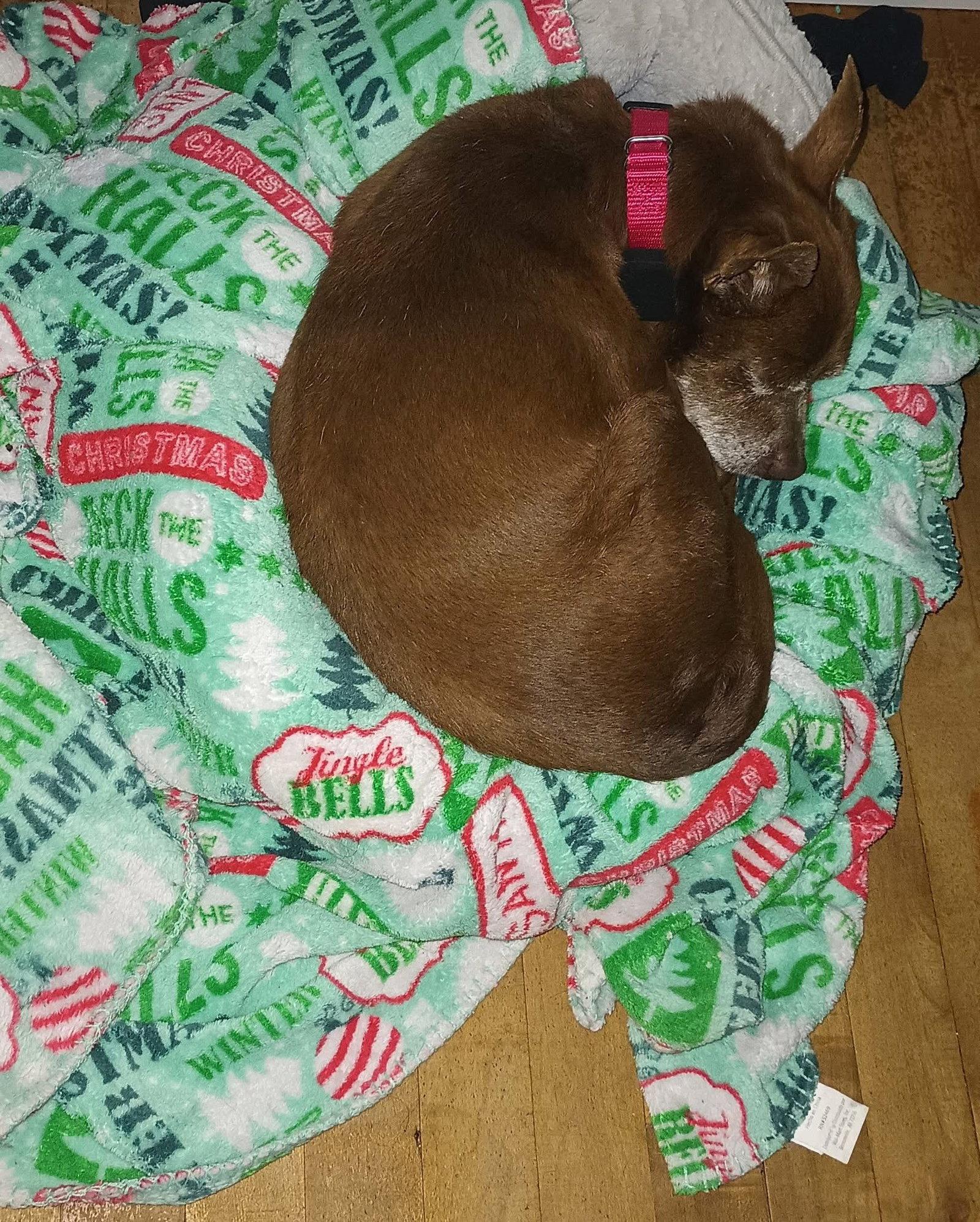 Enlarge Butch, a Adoptable Chihuahua in New London, WI image 3/3