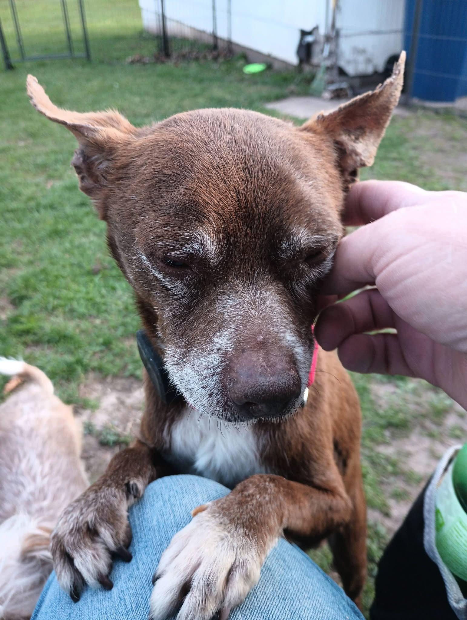 Enlarge Butch, a Adoptable Chihuahua in New London, WI image 1/3