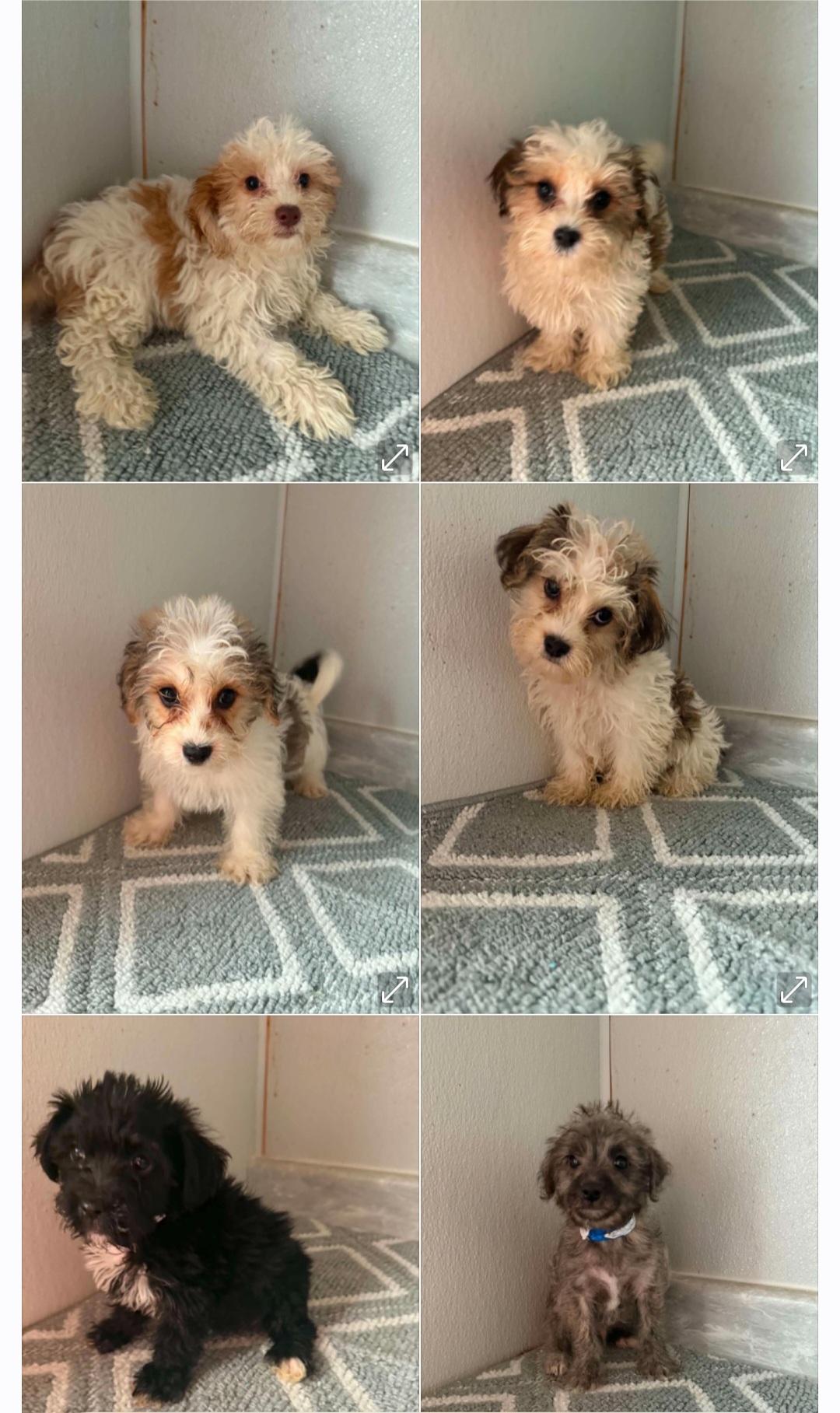 Yorkiepoo/Yochon Male & females, ADOPTABLE, Puppy Female Yorkshire Terrier & Bichon Frise.