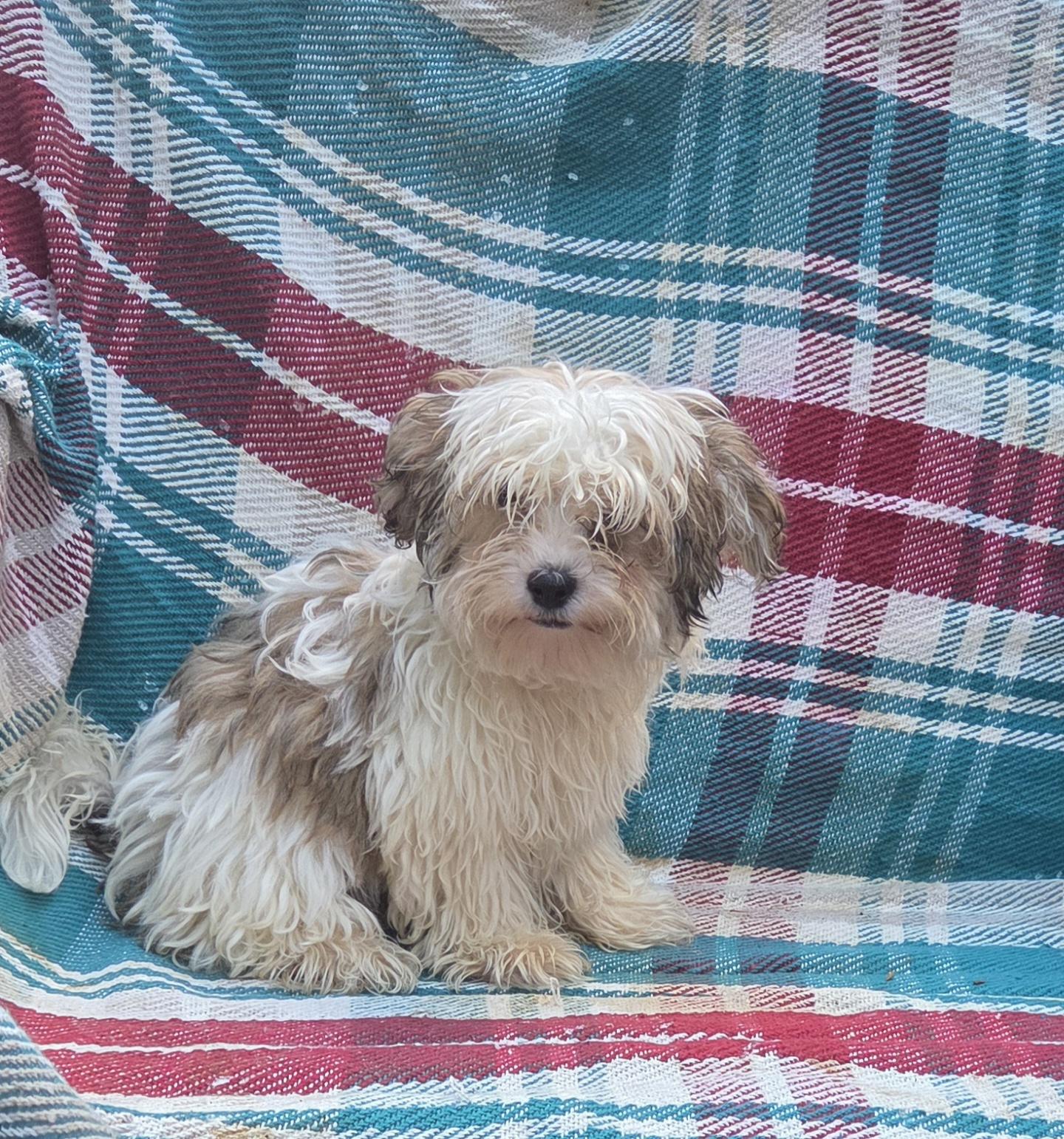 Yorkiepoo/Yochon Male & females, ADOPTABLE, Puppy Female Yorkshire Terrier & Bichon Frise.