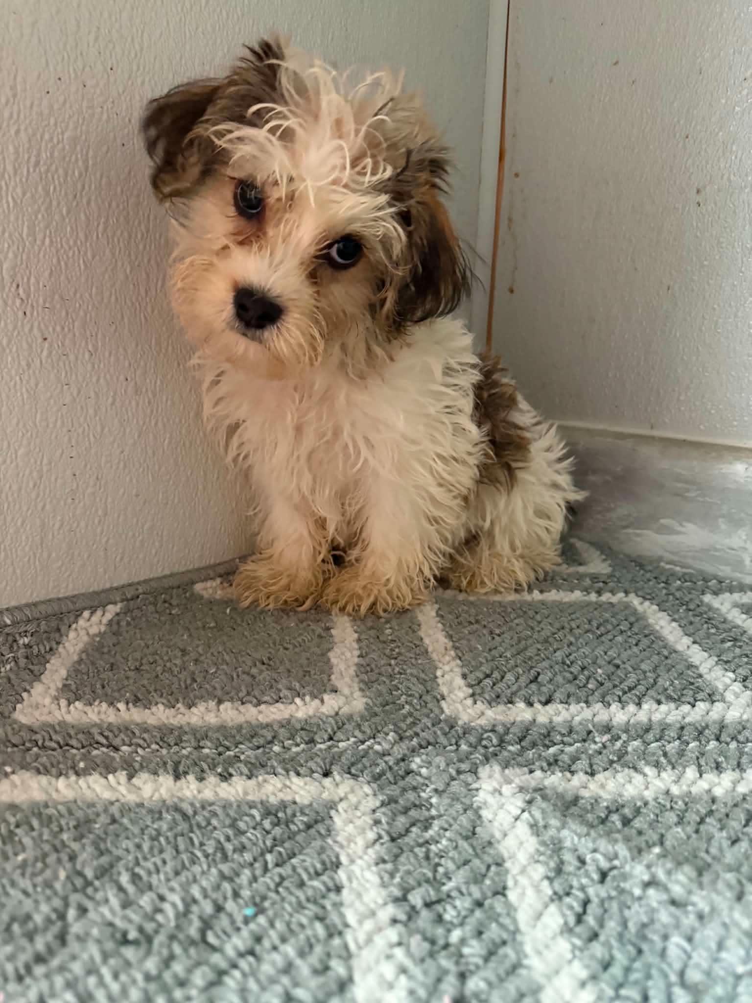 Enlarge Yorkiepoo/Yochon Male & females, a ADOPTABLE mixed breed in Woodsfield, OH image 3/3