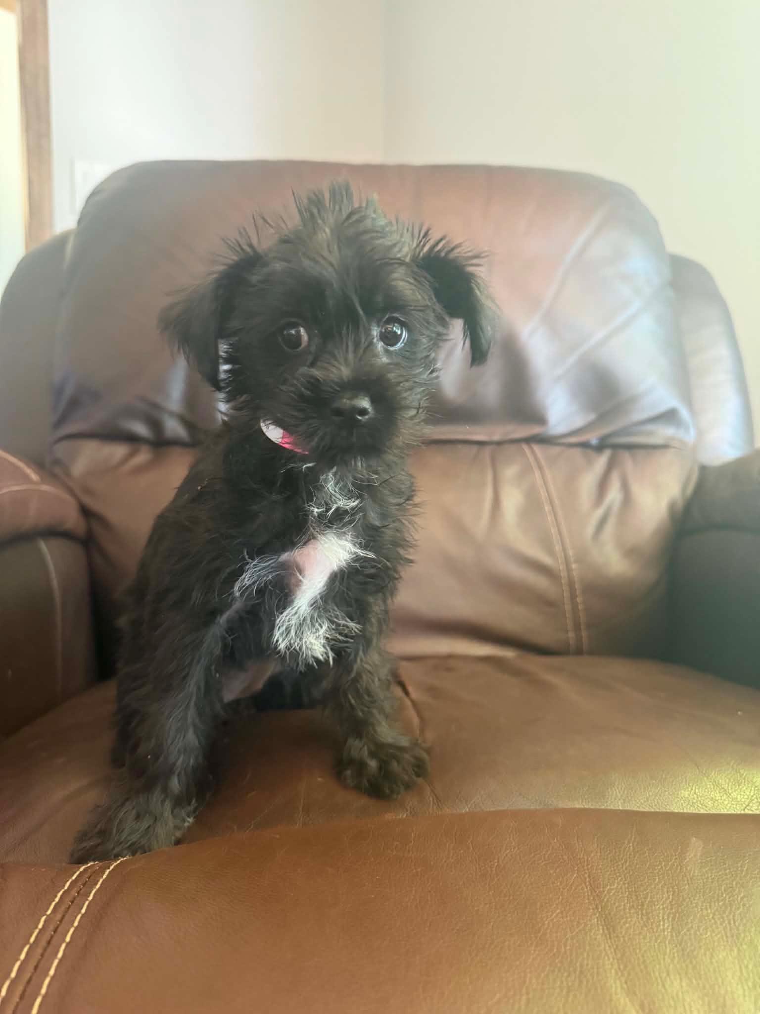 Enlarge Yorkiepoo/Yochon Male & females, a ADOPTABLE mixed breed in Woodsfield, OH image 2/3