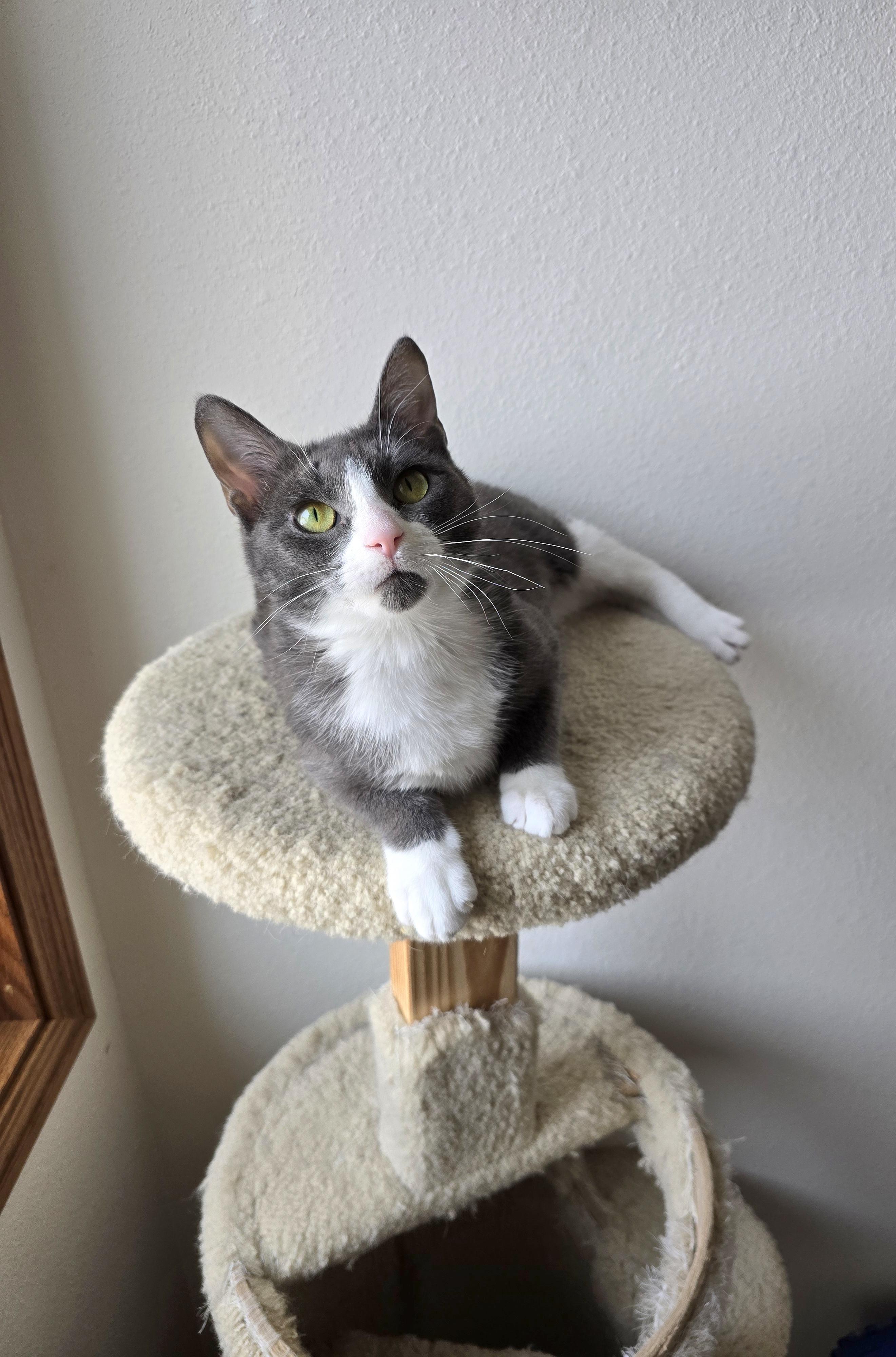 Enlarge Fifi, a ADOPTABLE Domestic Short Hair in Fargo, ND image 4/4