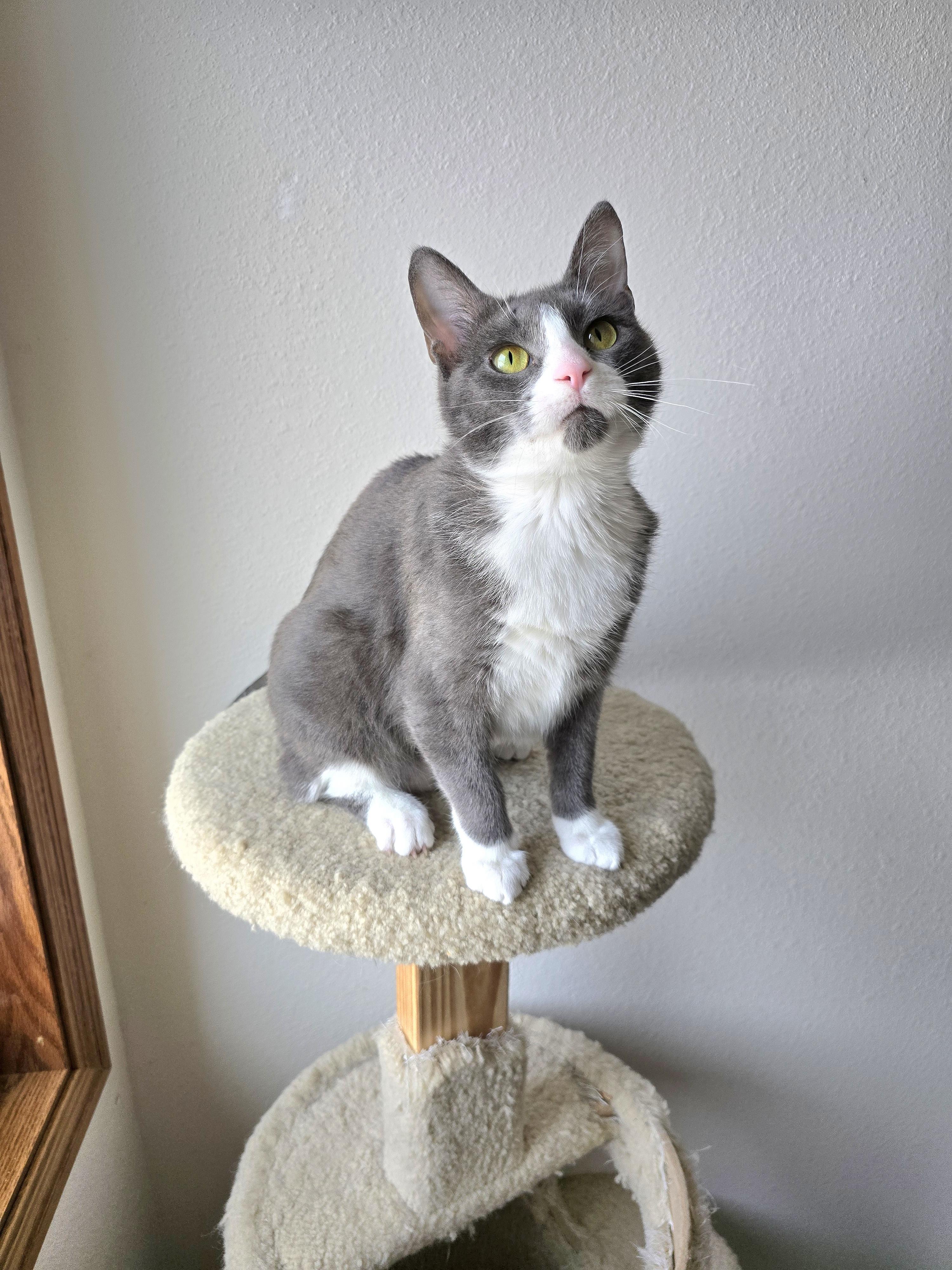 Fifi, ADOPTABLE, Kitten Female Domestic Short Hair.